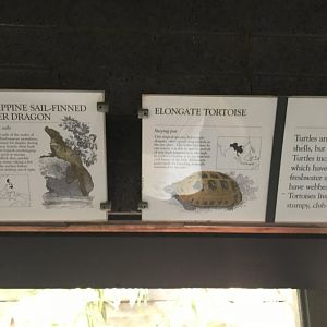 Philippine Sail-Finned Water Dragon & Elongate Tortoise
