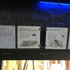 Centralian Blue-Tongued Lizard & Frilled Lizard