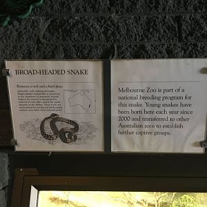Broad-Headed Snake