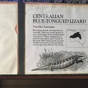 Centralian Blue-Tongued Lizard