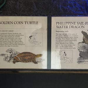 Golden Coin Turtle & Philippine Sail-Finned Water Dragon