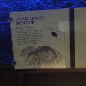 Pygmy Mulga Monitor
