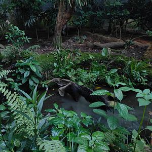 Giant Anteater