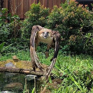 Charged at by the Queen