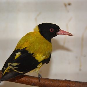 Black-hooded oriole (Oriolus xanthornus xanthornus)