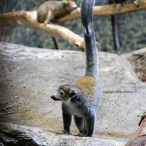Crowned Lemur