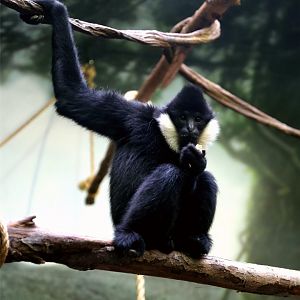Northern White-cheeked Gibbon, Male