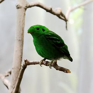 Green Broadbill (Calyptomena viridis), Male