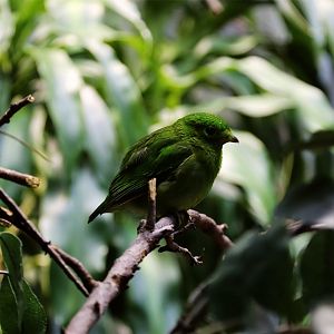 Green Broadbill (Calyptomena viridis), Female