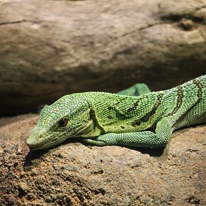 Green tree monitor (Varanus prasinus)