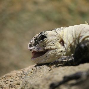 Utila island spinytail iguana (Ctenosaura bakeri)