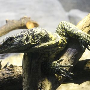 Gray's monitor (Varanus olivaceus)