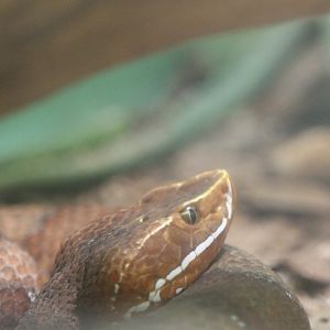 Southern Cantil (Agkistrodon howardgloydi)