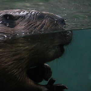 American Beaver (Castor canadensis)