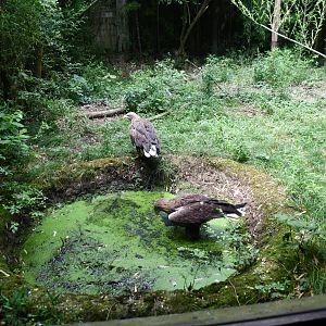 White-tailed Sea Eagle exhibit