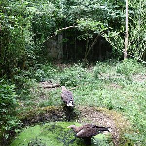 White-tailed Sea Eagle exhibit
