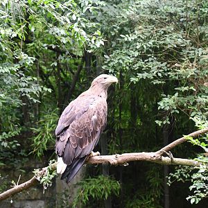 White-tailed Sea Eagle