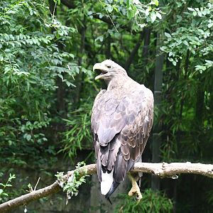 White-tailed Sea Eagle