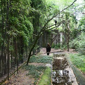 Golden Eagle exhibit