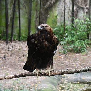 Golden Eagle