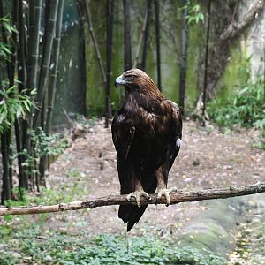 Golden Eagle