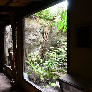 Peruvian Cock-of-the-Rock exhibit