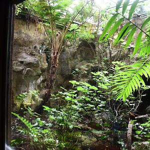 Peruvian Cock-of-the-Rock exhibit