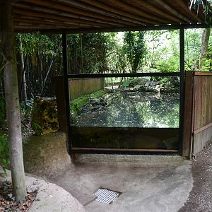 Tortoises exhibit