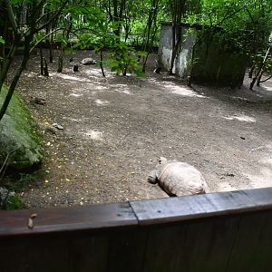 Tortoises exhibit