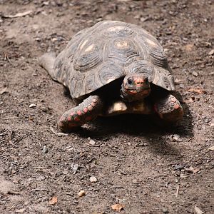 Red-footed Tortoise