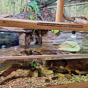 New Mississippi Map Turtle enclosure