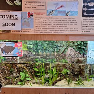New Archerfish tank