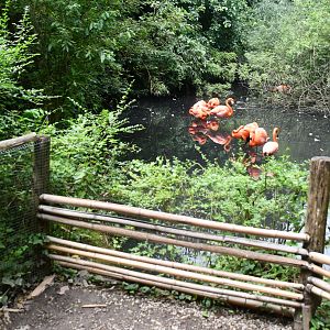 American Flamingos exhibit