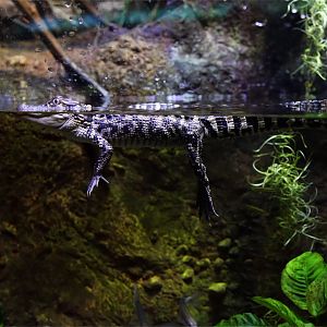 American Alligator Juvenile