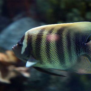 Sixbarred Angelfish