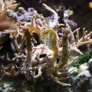 Lined Seahorse, January 2017