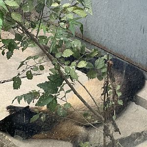 Yellow-throated marten