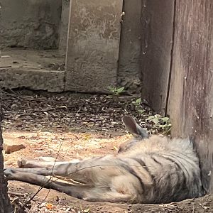 Striped hyena