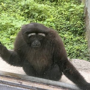 Skywalker hoolock gibbon