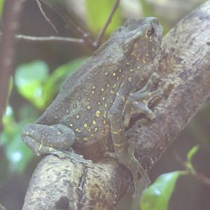 Yellow Spotted Tree Toad - Chester Zoo - 09.07.24