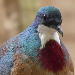 Mindanao Bleeding-Heart Dove - Chester Zoo - 08.07.24