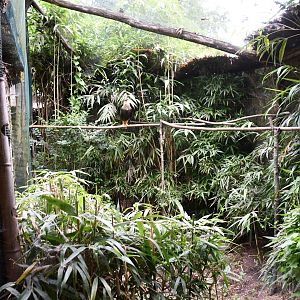 Crested Caracara aviary
