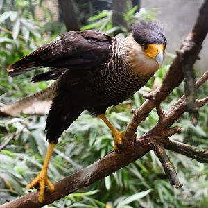 Crested Caracara