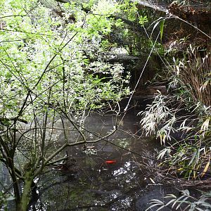 Red-legged Seriema/Glossy Ibis aviary
