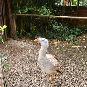 Red-legged Seriema
