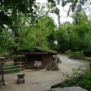 Grevy's zebra enclosure