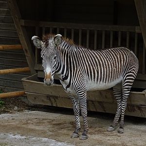 Grevy's zebra (Equus grevyi)