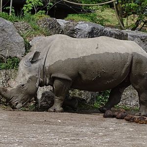 Southern white rhino (Ceratotherium simum simum)