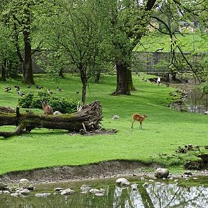 Sitatunga and waterfowl enclosure