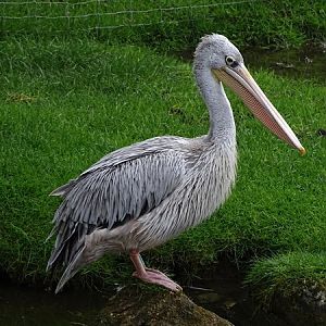 Pink-backed pelican (Pelecanus rufescens)